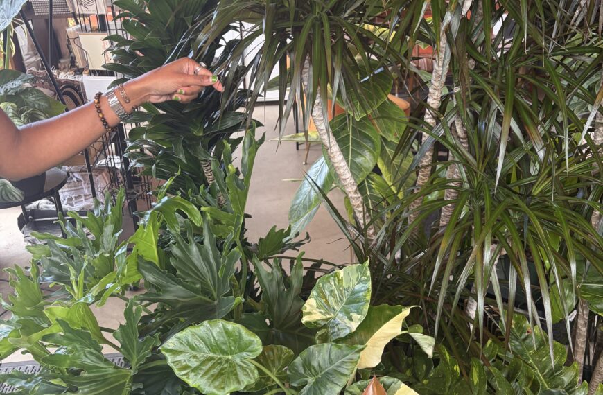 Fall Plant Care: Transitioning Houseplants for the Season
