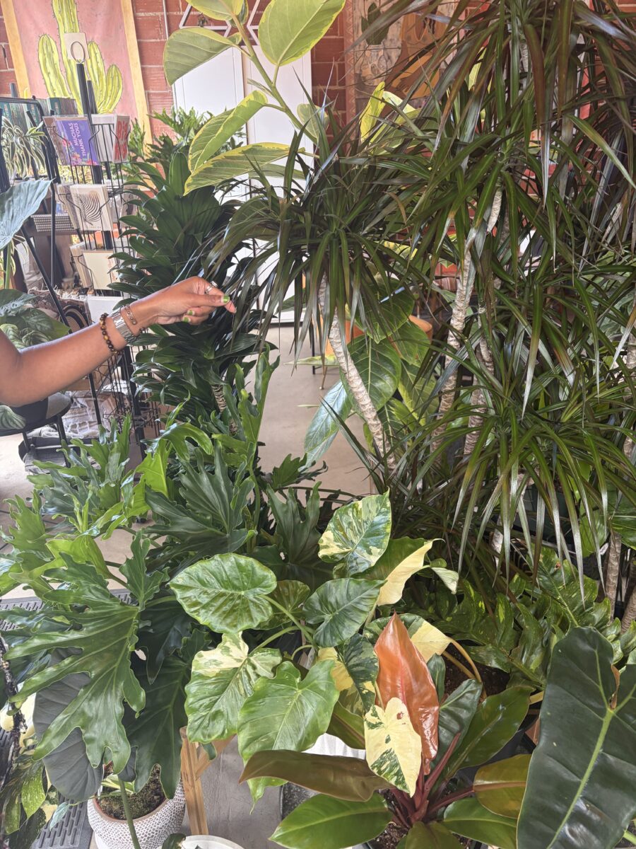 Fall Plant Care: Transitioning Houseplants for the Season